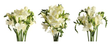 Güzel frezya çiçekleri beyaz üzerine izole edilmiş.