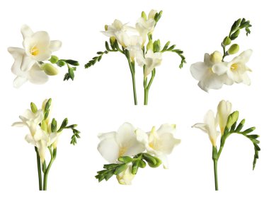 Güzel frezya çiçekleri beyaz üzerine izole edilmiş.