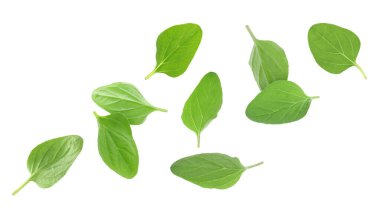 Taze yeşil kekik yaprakları beyaz arkaplanda uçuşuyor.