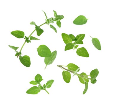 Taze kekik bitkisi dalları ve yaprakları beyaz arka plana düşüyor