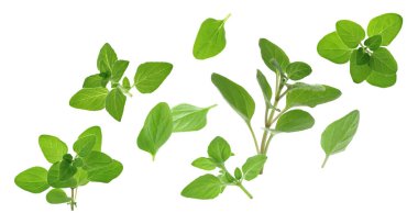 Taze kekik bitkisi dalları ve yaprakları beyaz arka planda uçuşuyor.