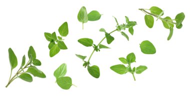 Taze kekik bitkisi dalları ve yaprakları beyaz arka planda uçuşuyor.