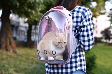 Sırt çantasında kedisi olan bir kadın parkta, yakın plan.