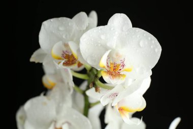 Siyah arkaplanda su damlaları olan güzel orkide çiçeği, yakın plan.