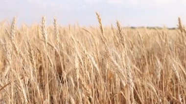 Tarlada yetişen altın buğday kulakları, yakın plan