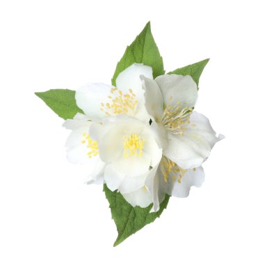 Beyaz yapraklı güzel yasemin çiçekleri