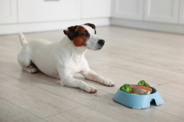 Evde yerde taze doğal ürünleri olan şirin bir köpek ve kase. Evcil hayvan maması.