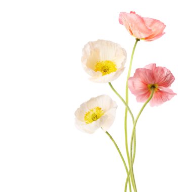 Beyaz tenli güzel gelincikler. Narin çiçekler.