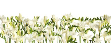 Beyaz arka planda birçok güzel frezya çiçekleri