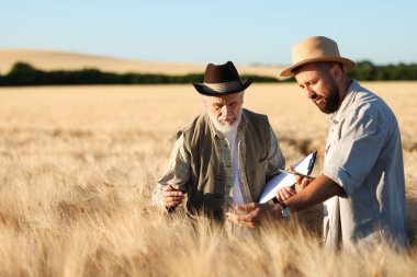 Olgun buğdaylı çiftçiler açık havada, metin için alan