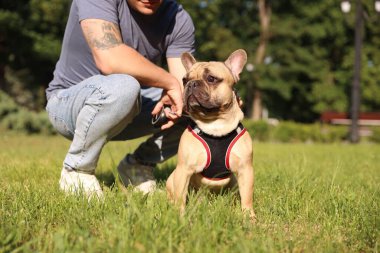 Parkta sevimli Fransız bulldog 'u olan adam, yakın plan.