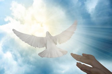 Kadının ellerinden uçan güvercin gökyüzüne karşı güneş ve bulutlarla