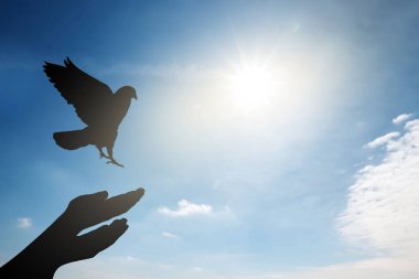 Kadının ellerinden uçan güvercin güneşle gökyüzüne karşı