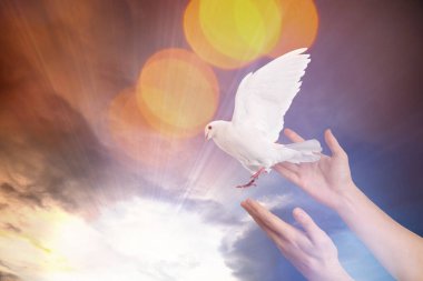 Güvercin insanın ellerinden uçuyor güneş ve bulutlarla gökyüzüne karşı