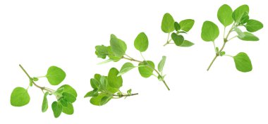 Beyaz zemin üzerinde uçan taze kekik bitkisi dalları