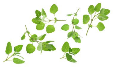 Beyaz zemin üzerinde uçan taze kekik bitkisi dalları