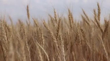 Tarlada yetişen altın buğday kulakları, yakın plan