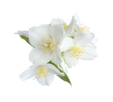 Beyaz yapraklı güzel yasemin çiçekleri