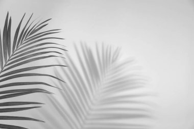 Tropik palmiye dalları beyaz duvara gölge düşürüyor. Siyah ve beyaz tonlama