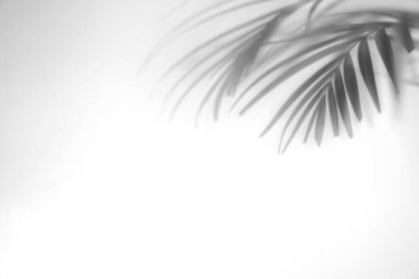 Beyaz arka planda tropik palmiye dallarının gölgeleri. Siyah ve beyaz tonlama