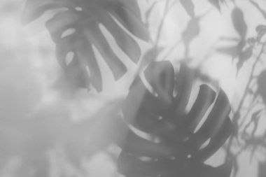 Beyaz arka planda tropikal bitkilerin gölgeleri. Siyah ve beyaz tonlama