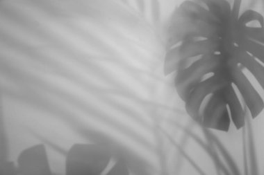Beyaz arka planda tropikal bitkilerin gölgeleri. Siyah ve beyaz tonlama