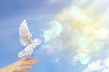 Kadının ellerinden uçan güvercin güneşle gökyüzüne karşı