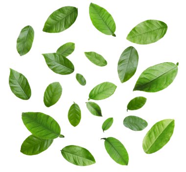 Citrus bitkisi beyaz arka planda havalanır