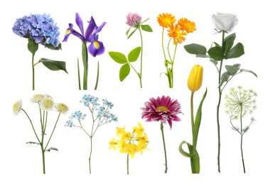 Farklı güzel çiçekler bembeyaz, sette.