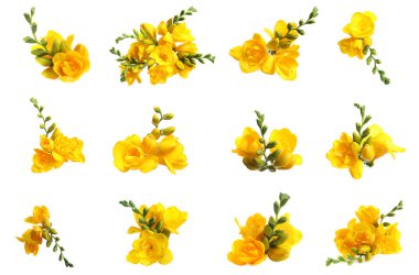 Sarı frezya çiçekleri beyaz üzerine izole edilmiş, set