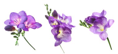 Mor frezya çiçekleri beyaz üzerine izole edilmiş.