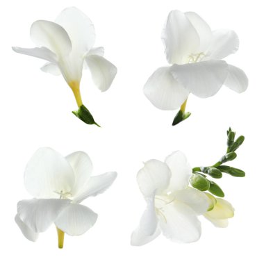 Güzel frezya çiçekleri beyazlar üzerinde izole.