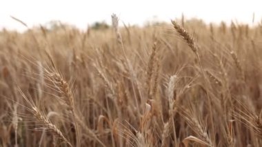 Tarlada yetişen altın buğday kulakları, yakın plan. Kamera sağa hareket ediyor