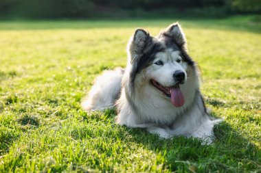 Sevimli Alaska 'lı köpek, sabahın köründe yeşil çimlerin üzerinde yatıyor.
