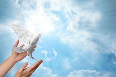 Güvercin insanın elinden uçuyor güneşle gökyüzüne karşı