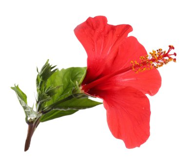 Beyaz yapraklı güzel kırmızı amber çiçeği.