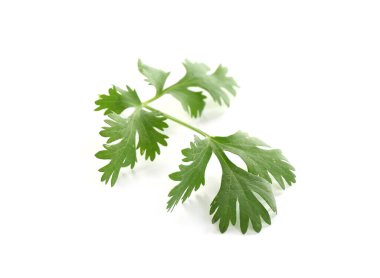 Beyaz üzerine izole edilmiş aromatik kişniş yaprağı.