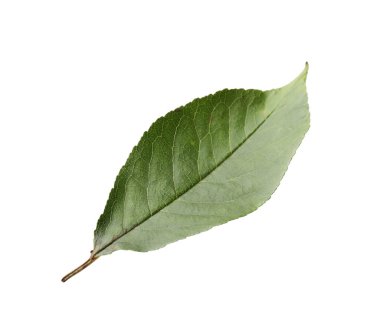 Beyaza izole edilmiş bir portakal yaprağı. Citrus bitkisi