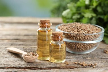 Kişniş yağı şişeler, tohumlar ve kişniş yaprakları ahşap masa, yakın çekim