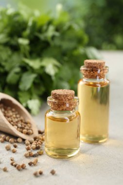 Kişniş yağı şişelerde, tohumlarda ve kişniş yapraklarında ışık masasında, yakın çekim