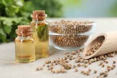 Kişniş yağı şişelerde, tohumlarda ve kişniş yapraklarında ışık masasında, yakın çekim