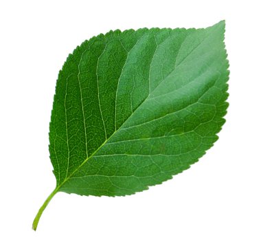 Beyaz üzerine izole edilmiş bir kiraz ağacı yaprağı.