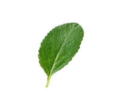 Beyaz üzerine izole edilmiş bir kiraz ağacı yaprağı.