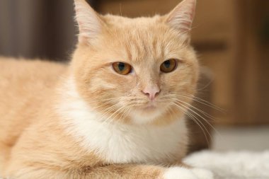 Evde yerde yatan sevimli kızıl kedi, yakın plan.