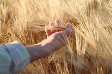 Kıdemli adam açık havada, yakın planda olgun buğday dallarına dokunuyor.
