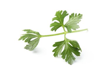 Beyaz maydanozlu taze maydanoz.