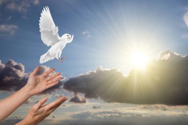 Güvercin insanın ellerinden uçuyor güneş ve bulutlarla gökyüzüne karşı