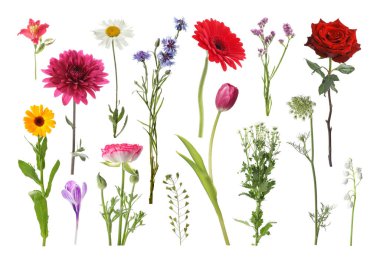 Farklı güzel çiçekler bembeyaz, sette.