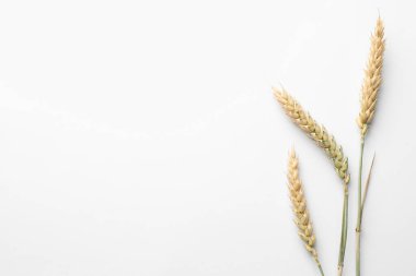 Beyaz arka planda buğday sivri uçlu, düz. Metin için boşluk