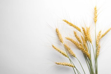 Beyaz arka planda buğday sivri uçlu, düz. Metin için boşluk